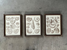 Load image into Gallery viewer, Captain Brown Shell Engravings Drawings - Set of Three