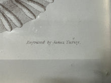 Load image into Gallery viewer, Captain Brown Shell Engravings Drawings - Set of Three