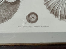 Load image into Gallery viewer, Captain Brown Shell Engravings Drawings - Set of Three