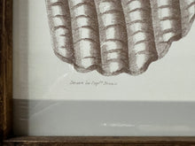 Load image into Gallery viewer, Captain Brown Shell Engravings Drawings - Set of Three