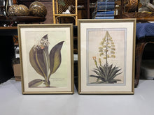 Load image into Gallery viewer, Large Botanical Prints - Aloe and Pancratium - Set of Two