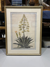 Load image into Gallery viewer, Large Botanical Prints - Aloe and Pancratium - Set of Two