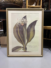 Load image into Gallery viewer, Large Botanical Prints - Aloe and Pancratium - Set of Two