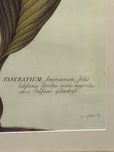 Load image into Gallery viewer, Large Botanical Prints - Aloe and Pancratium - Set of Two