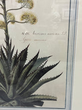 Load image into Gallery viewer, Large Botanical Prints - Aloe and Pancratium - Set of Two