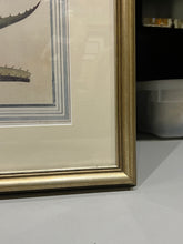 Load image into Gallery viewer, Large Botanical Prints - Aloe and Pancratium - Set of Two