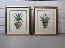 Load image into Gallery viewer, Framed Aloe in Decorative Pots - Botanical Prints - Set of Two