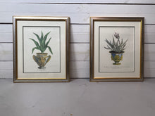 Load image into Gallery viewer, Framed Aloe in Decorative Pots - Botanical Prints - Set of Two