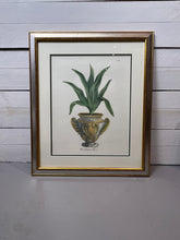 Load image into Gallery viewer, Framed Aloe in Decorative Pots - Botanical Prints - Set of Two