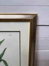 Load image into Gallery viewer, Framed Aloe in Decorative Pots - Botanical Prints - Set of Two