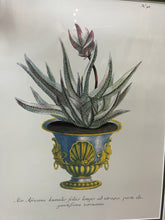 Load image into Gallery viewer, Framed Aloe in Decorative Pots - Botanical Prints - Set of Two