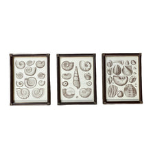 Load image into Gallery viewer, Captain Brown Shell Engravings Drawings - Set of Three