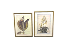 Load image into Gallery viewer, Large Botanical Prints - Aloe and Pancratium - Set of Two