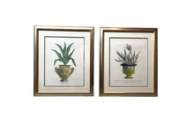 Load image into Gallery viewer, Framed Aloe in Decorative Pots - Botanical Prints - Set of Two