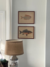 Load image into Gallery viewer, Vintage Fish Prints - Sold Separately - Choose Variations Below