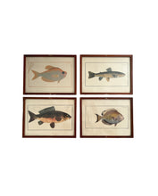 Load image into Gallery viewer, Vintage Fish Prints - Sold Separately - Choose Variations Below