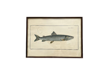Load image into Gallery viewer, Vintage Fish Prints - Sold Separately - Choose Variations Below