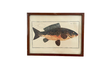 Load image into Gallery viewer, Vintage Fish Prints - Sold Separately - Choose Variations Below