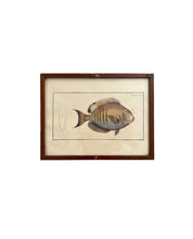 Load image into Gallery viewer, Vintage Fish Prints - Sold Separately - Choose Variations Below