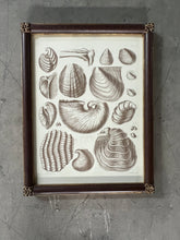 Load image into Gallery viewer, Captain Brown Shell Engravings Drawings - Set of Three
