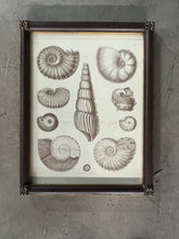 Load image into Gallery viewer, Captain Brown Shell Engravings Drawings - Set of Three
