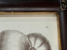 Load image into Gallery viewer, Captain Brown Shell Engravings Drawings - Set of Three
