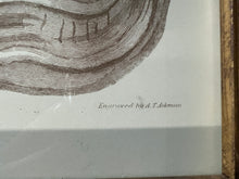 Load image into Gallery viewer, Captain Brown Shell Engravings Drawings - Set of Three
