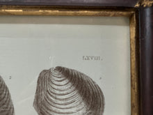 Load image into Gallery viewer, Captain Brown Shell Engravings Drawings - Set of Three
