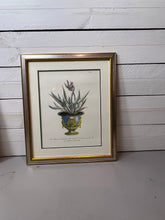 Load image into Gallery viewer, Framed Aloe in Decorative Pots - Botanical Prints - Set of Two
