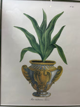 Load image into Gallery viewer, Framed Aloe in Decorative Pots - Botanical Prints - Set of Two
