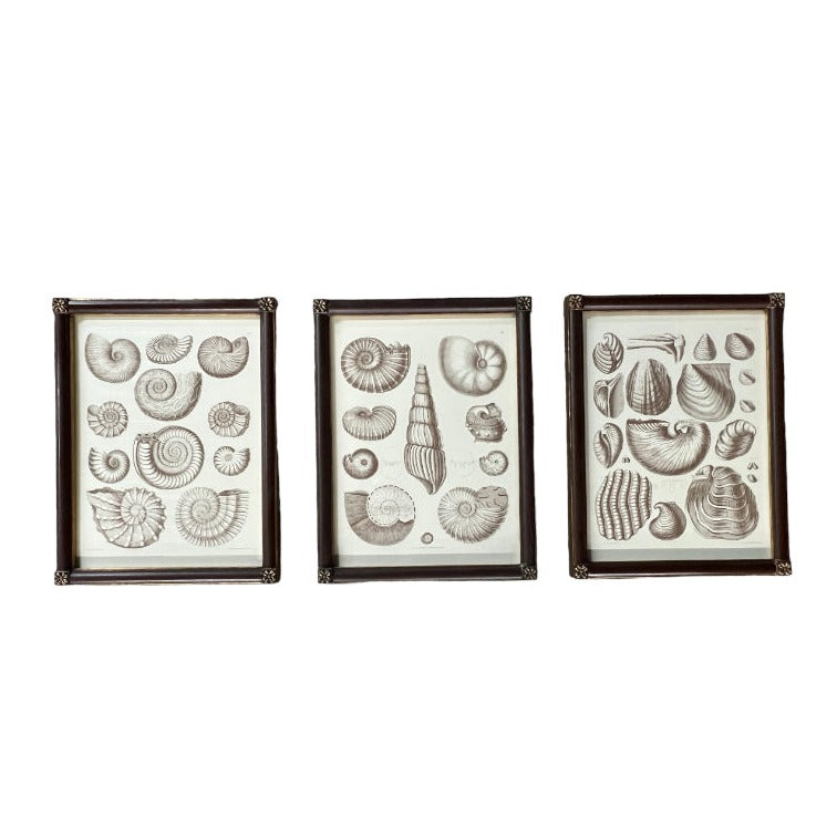 Captain Brown Shell Engravings Drawings - Set of Three