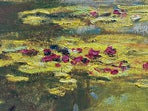 Load image into Gallery viewer, The Pond of Waterlilies, 1919 by Claude Monet, Replica by Brushstrokes Fine Art, With Certificate of Authenticity
